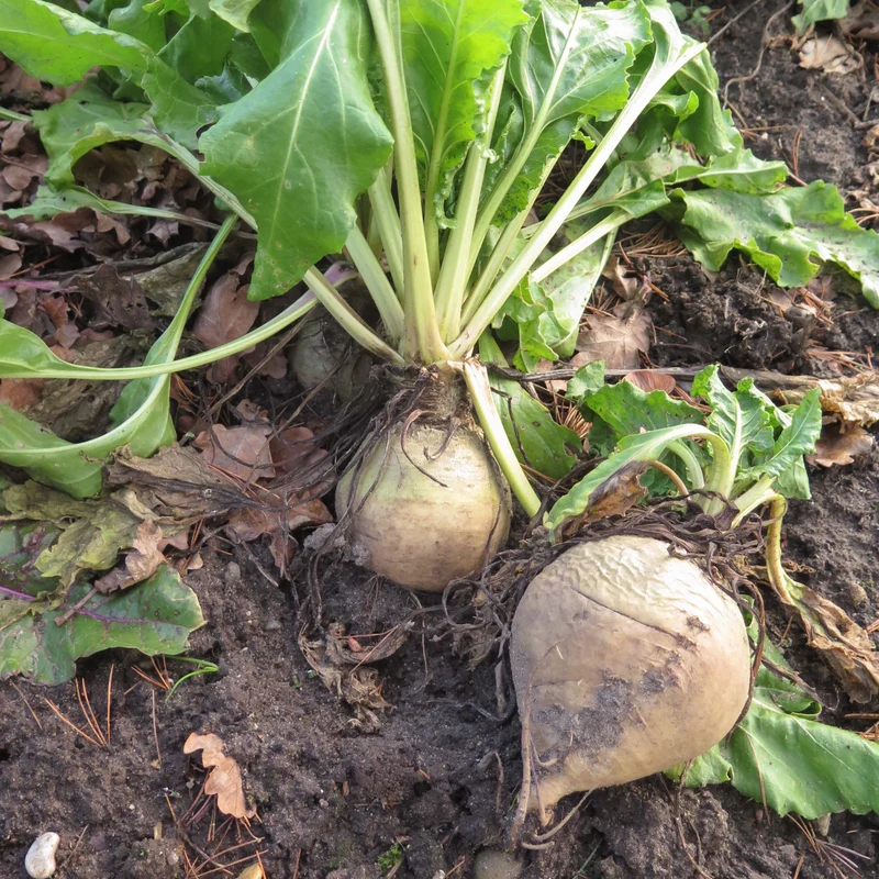 Betterave ‘Avalanche Blanc’ ( Beta vulgaris )