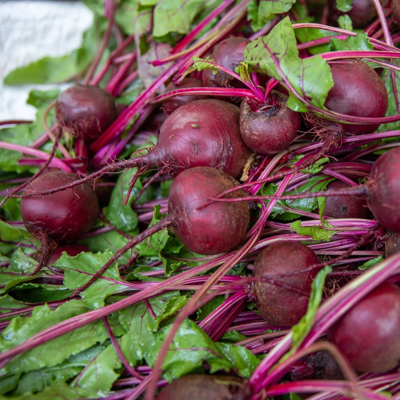 Betterave ‘Babybeat’ ( Beta vulgaris )
