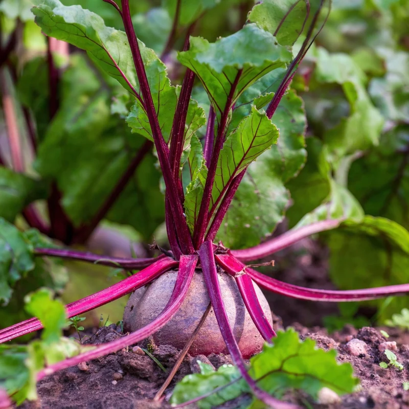 Betterave ‘Détroit Suprême’ ( Beta vulgaris )