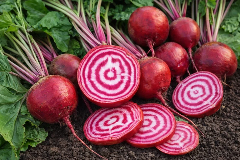 Betterave ‘Chioggia Guardsmark’ bio ( Beta vulgaris )