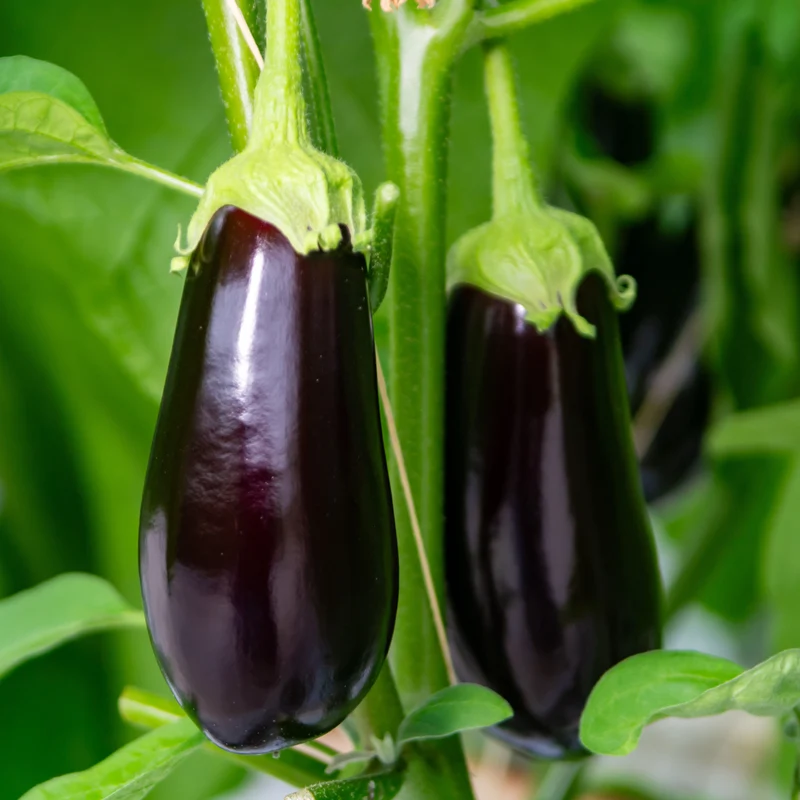 Aubergine ‘Traviata’ bio ( Solanum melongena )