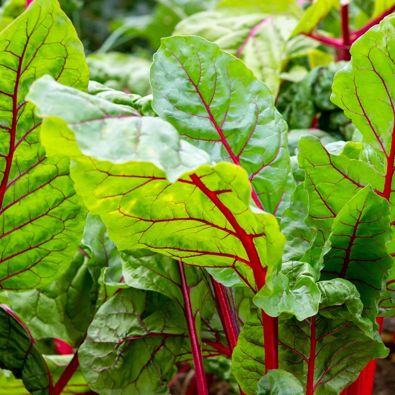 Bette à carde ‘Bali’ ( Beta vulgaris )