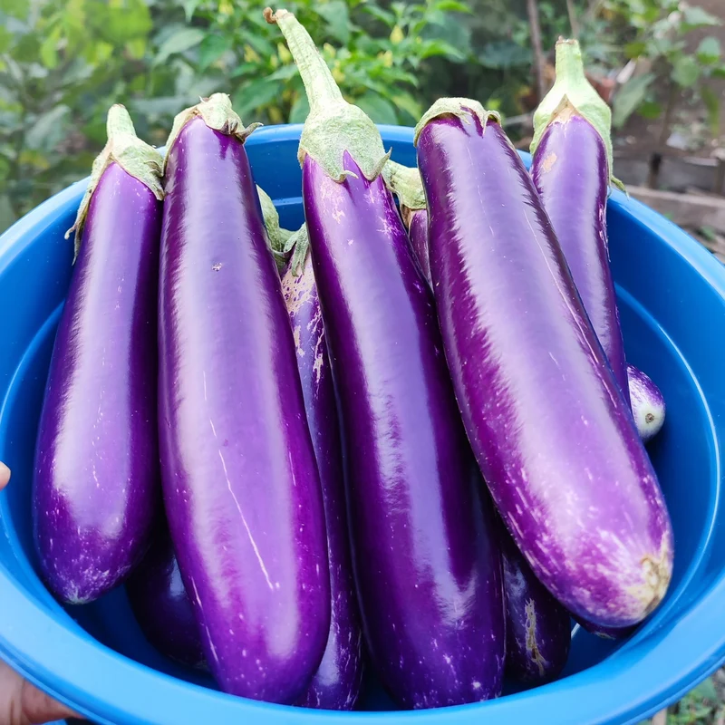 Aubergine ‘Purple Shine’ ( Solanum melongena )