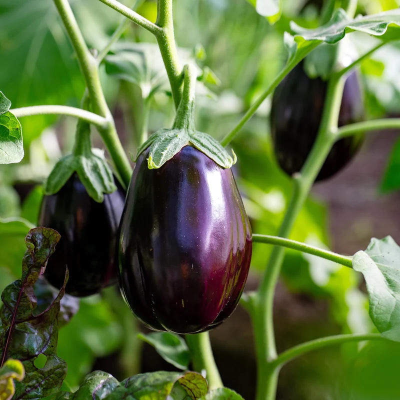 Aubergine ‘Night Shadow’ ( Solanum melongena )