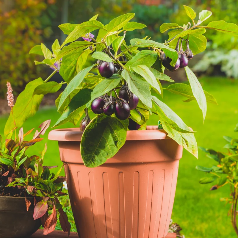 Aubergine ‘Patio Baby’ ( Solanum melongena )