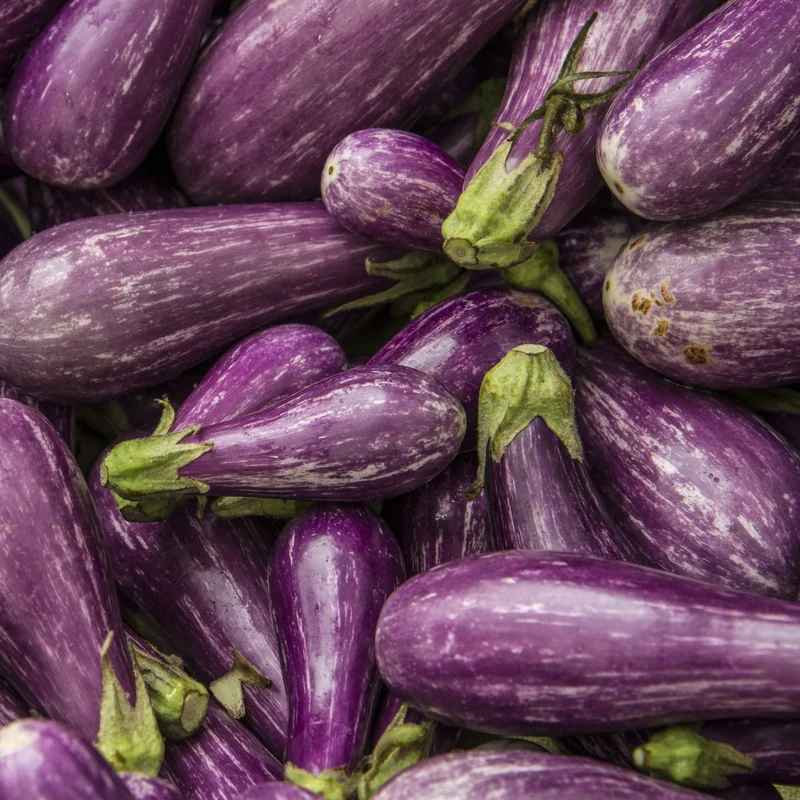 Aubergine ‘Fairy Tale’ ( Solanum melongena )