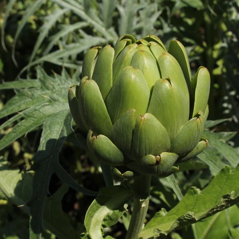 Artichaut ‘Imperial Star’ ( Cynara scolymus )