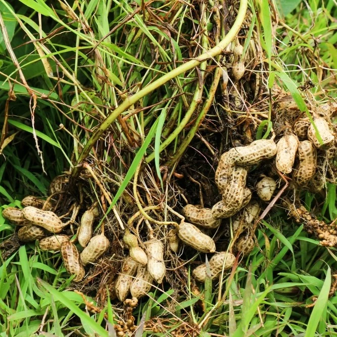 Arachide ‘Garoy’ ( Arachis hypogaea )