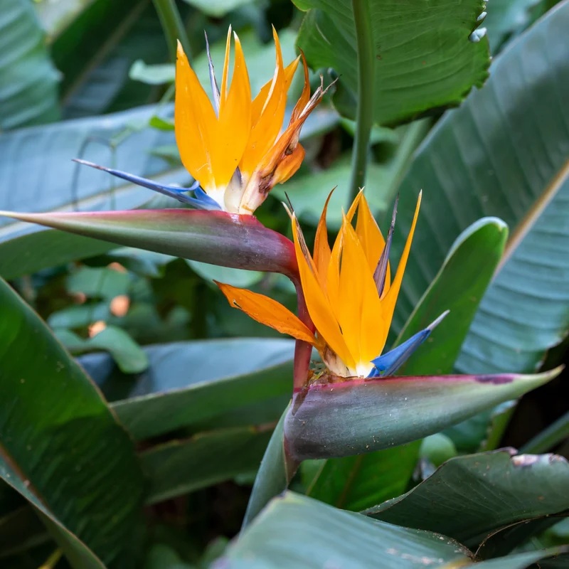 Strelitzia reginae ( Strelitzia reginae )