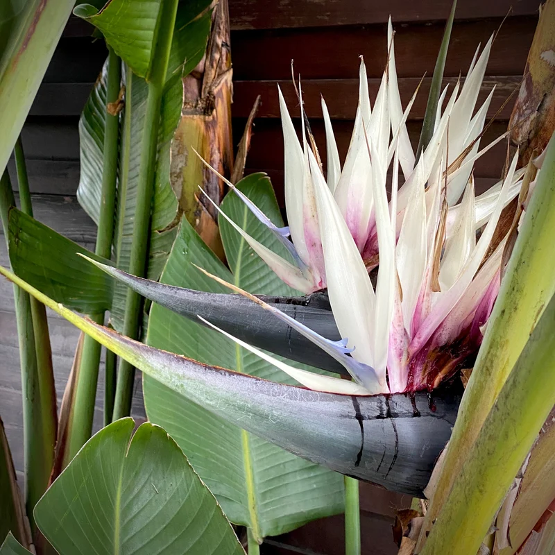 Strelitzia nicolai ( Strelitzia nicolai )