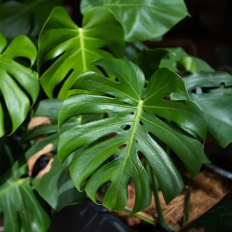 Monstera deliciosa ( Monstera deliciosa )