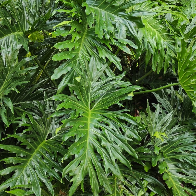 Philodendron selloum ( Philodendron selloum )
