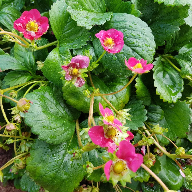 Fraise ‘Toscana’ F1 ( Fragaria sp. )