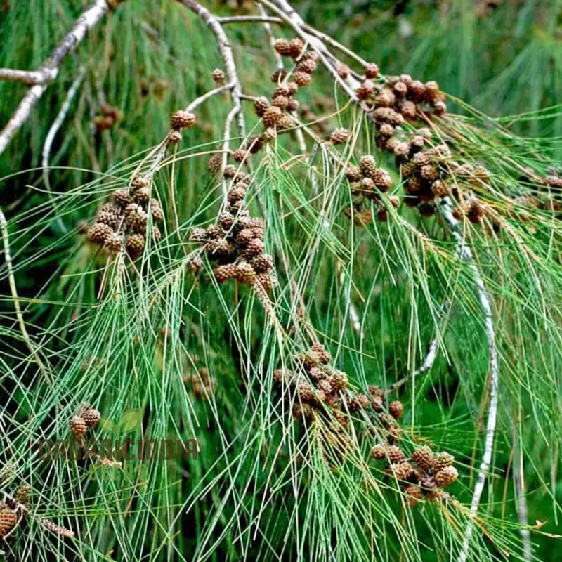 Casuarina Equisetifolia Seeds – Australian Pine Tree, Hardy & Versatile Variety