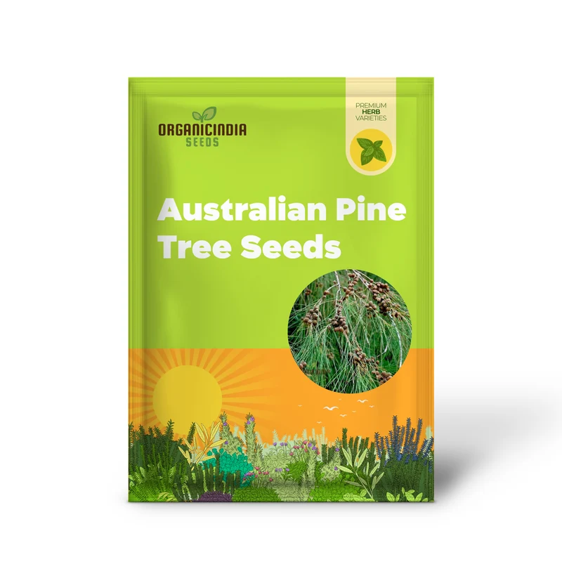 Casuarina Equisetifolia Seeds – Australian Pine Tree, Hardy & Versatile Variety