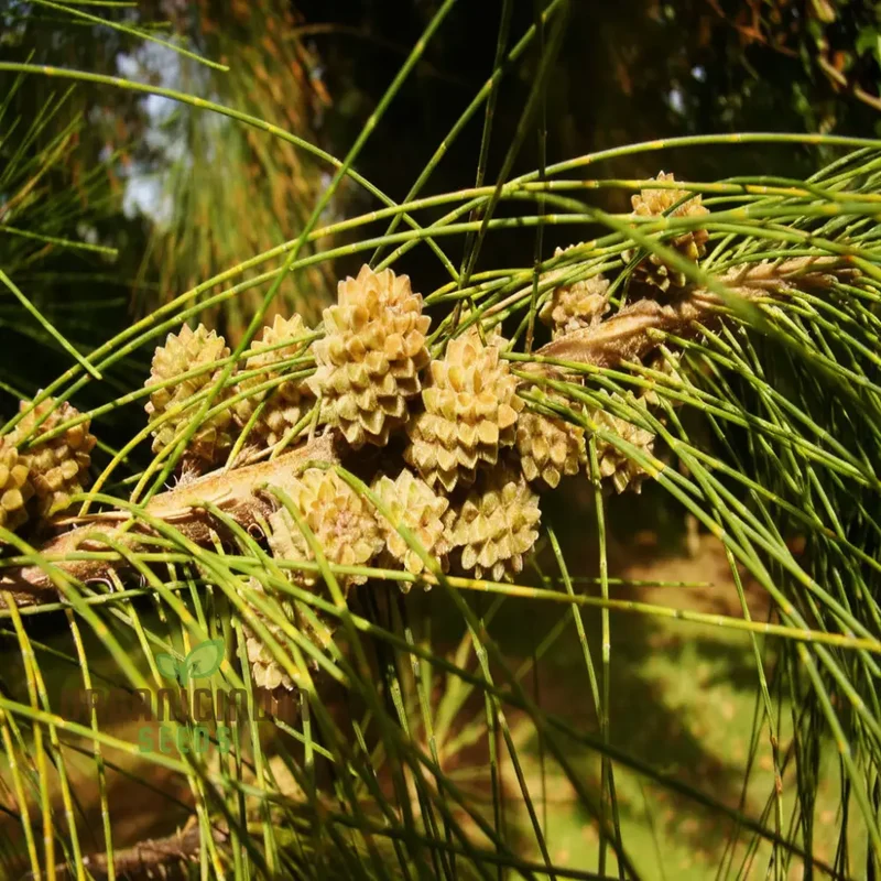 Casuarina Equisetifolia Seeds – Australian Pine Tree, Hardy & Versatile Variety