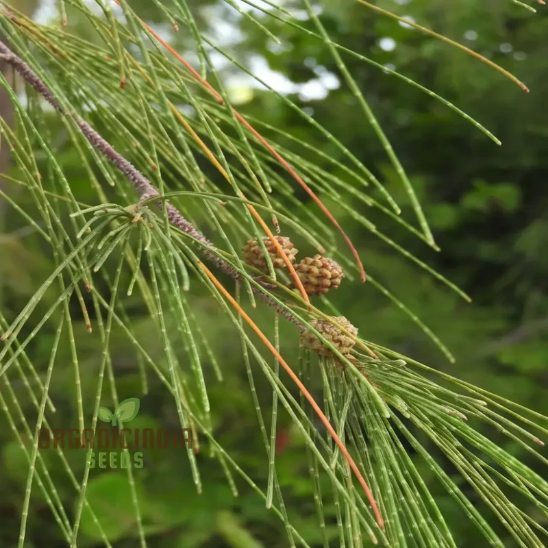 Casuarina Equisetifolia Seeds – Australian Pine Tree, Hardy & Versatile Variety