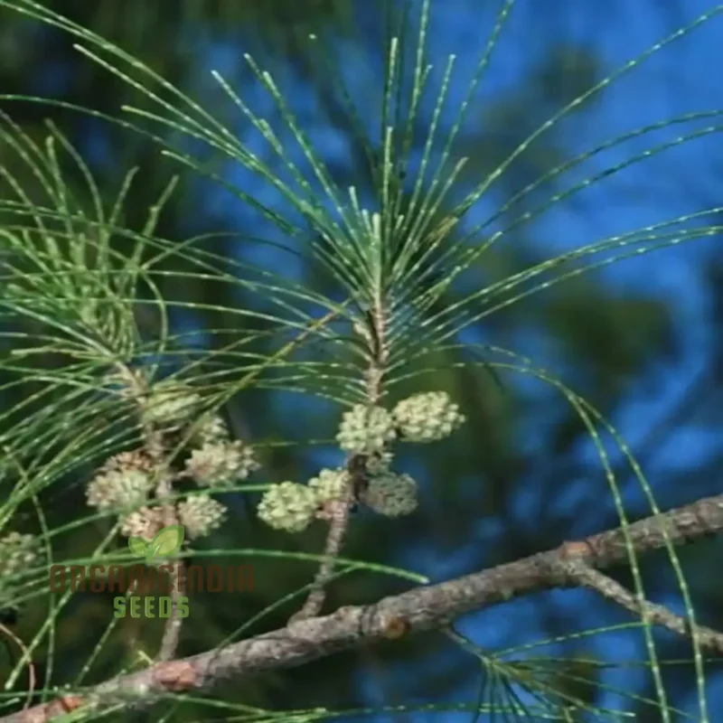 Casuarina Equisetifolia Seeds – Australian Pine Tree, Hardy & Versatile Variety
