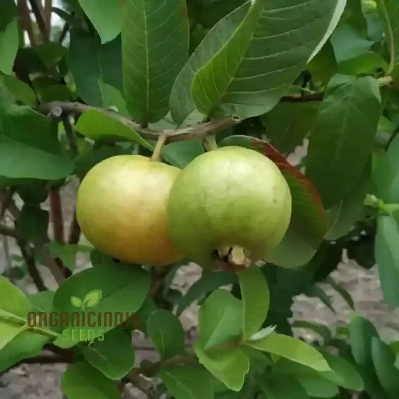 Psidium Guajava (Guava) Fruit Seeds, Expert Planting and Gardening Guide for Abundant and Nutritious Harvests