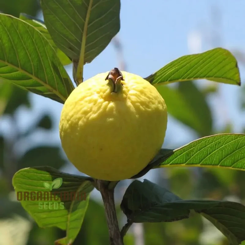 Psidium Guajava (Guava) Fruit Seeds, Expert Planting and Gardening Guide for Abundant and Nutritious Harvests