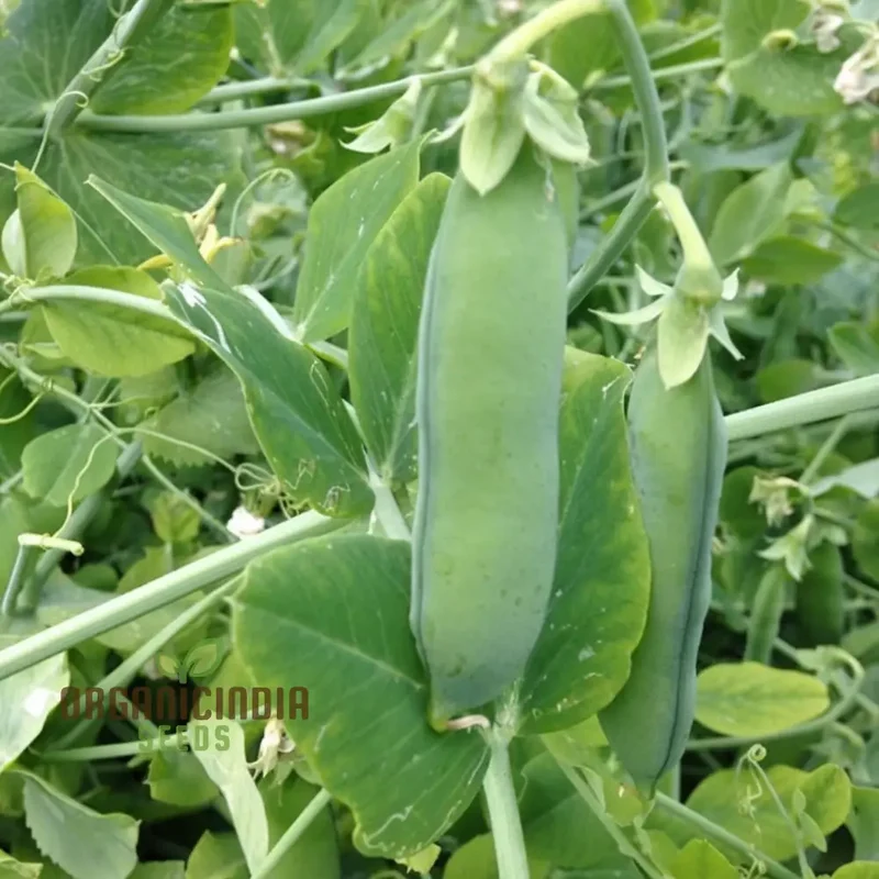 Meteor Pea Vegetable Seeds, Heirloom Snow Pea Variety for Home Gardening High Germination Rate, Easy to Grow