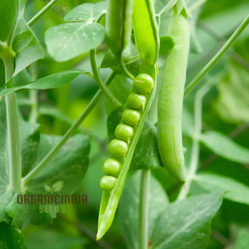 Meteor Pea Vegetable Seeds, Heirloom Snow Pea Variety for Home Gardening High Germination Rate, Easy to Grow