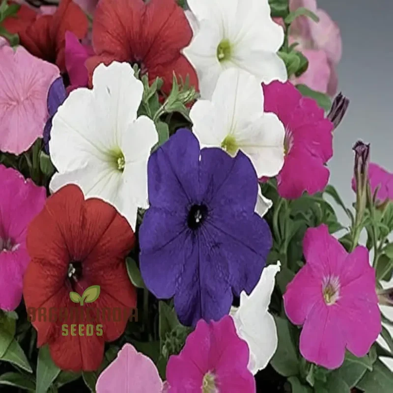 Sow in Winter Season Flower Seeds for Colorful Cold-Weather Gardens