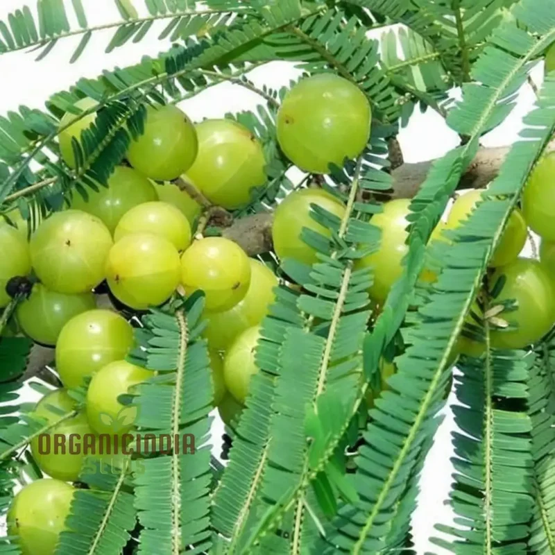 Amla Fruit Seeds, Comprehensive Planting and Gardening Guide for Growing Nutrient-Rich Fruits in Your Garden