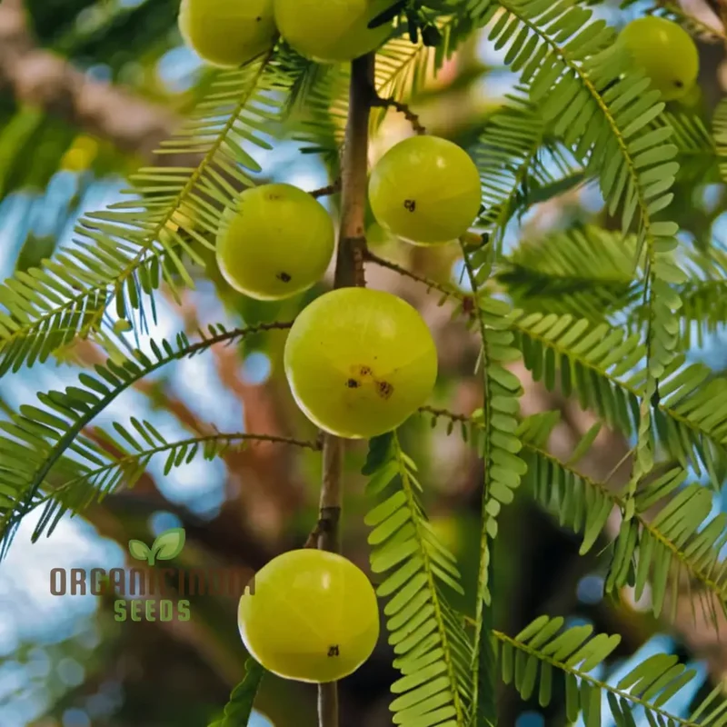 Amla Fruit Seeds, Comprehensive Planting and Gardening Guide for Growing Nutrient-Rich Fruits in Your Garden