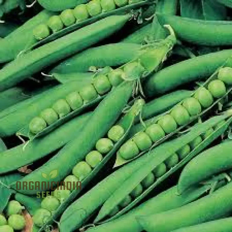 Hurst Green shaft Pea Seeds, Heirloom English Garden Vegetable Seeds, Early Harvest Ideal for Home Gardening