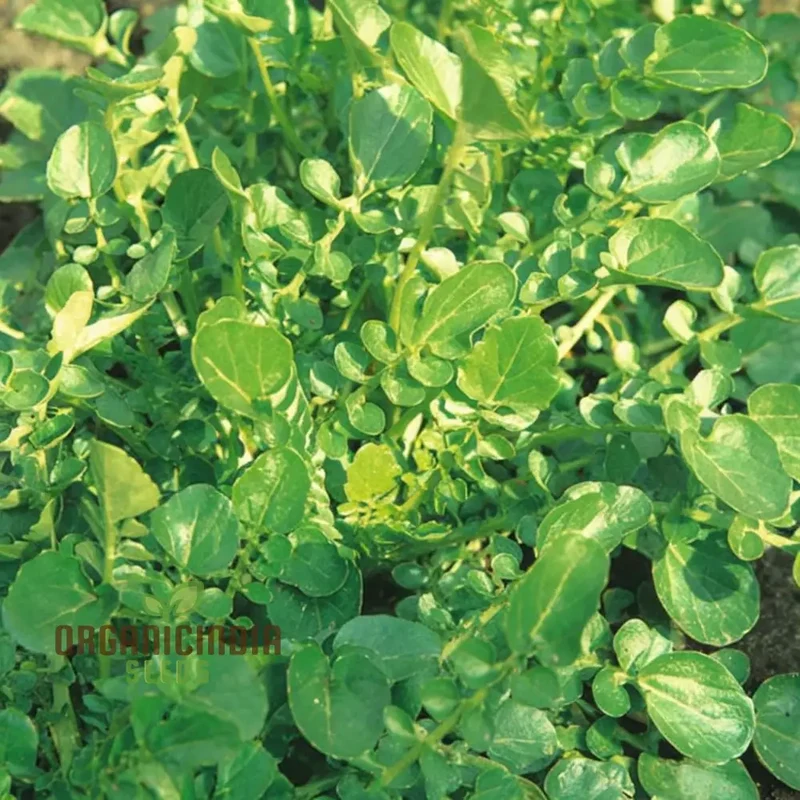 American Land Cress Seeds Elevate Your Gardening Journey with Nutrient-Rich Greens Straight from Your Garden!