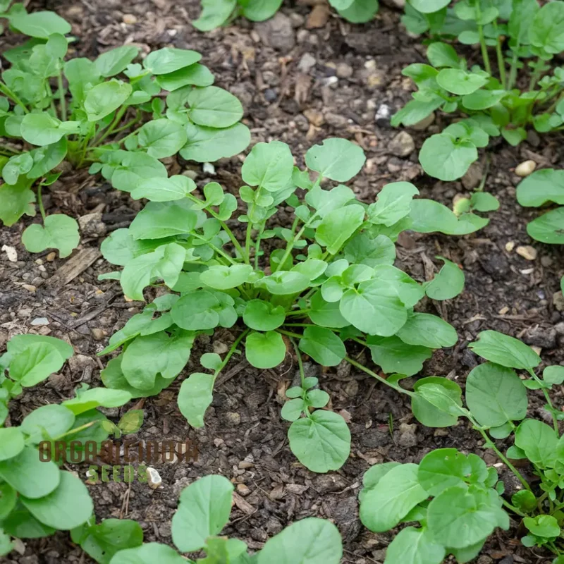 American Land Cress Seeds Elevate Your Gardening Journey with Nutrient-Rich Greens Straight from Your Garden!