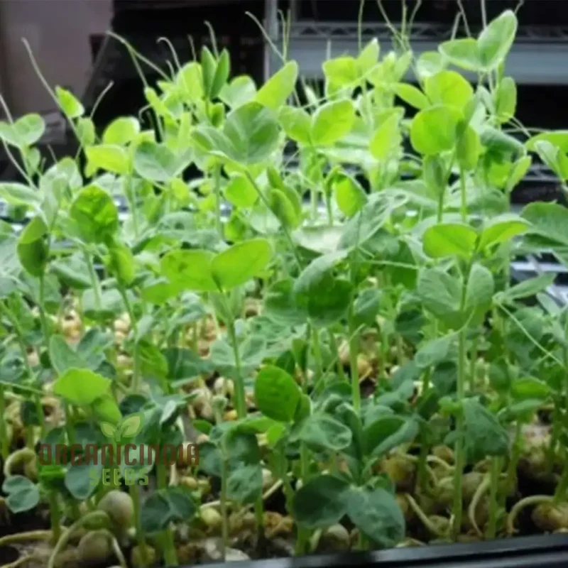 High-Quality Pea Shoots Seeds for Planting - Perfect for Growing Nutritious Greens and Enhancing Your Culinary Creations