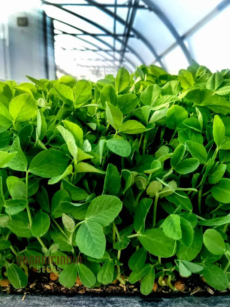 High-Quality Pea Shoots Seeds for Planting - Perfect for Growing Nutritious Greens and Enhancing Your Culinary Creations