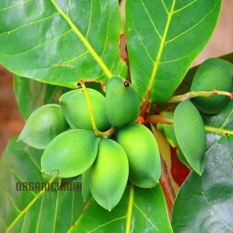 Almond (Badam) Tree Seeds, Cultivate Nutrient-Rich Fruits with Expert Tips on Seed Selection and Care