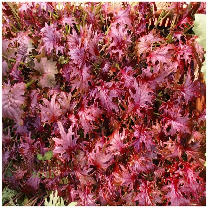 Kale Red Ruble Seeds Elevate Your Gardening Experience with Nutrient-Rich Greens and Vibrant, Deep Red Leaves
