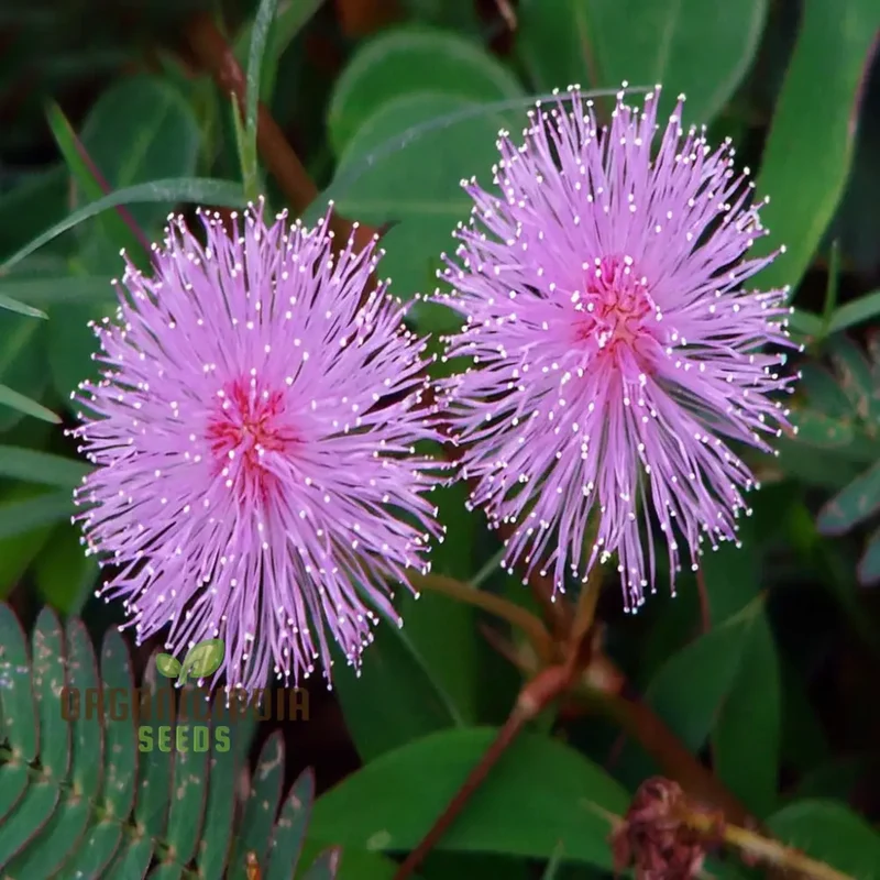Mimosa Pudica Seeds – Sensitive Plant Variety for Home Gardening
