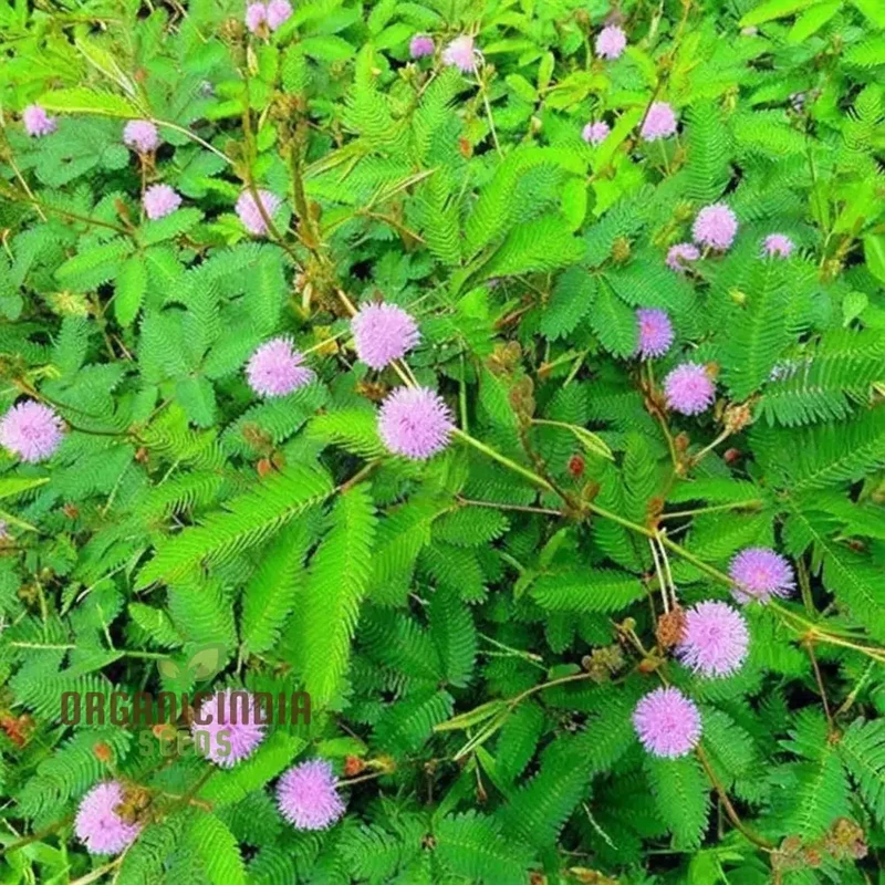 Mimosa Pudica Seeds – Sensitive Plant Variety for Home Gardening