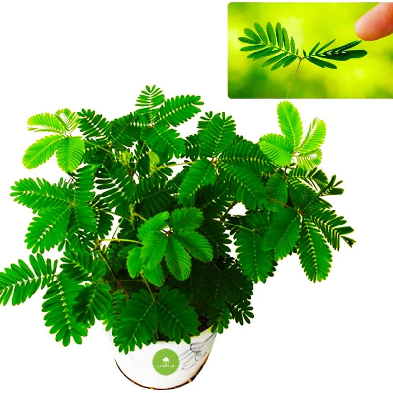Mimosa Pudica Seeds – Sensitive Plant Variety for Home Gardening