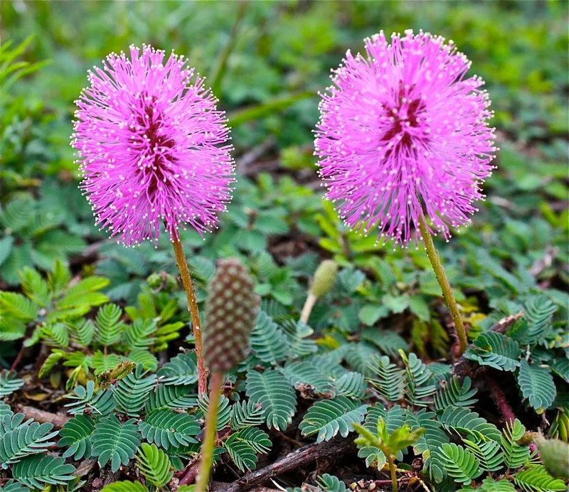 Mimosa Pudica Seeds – Sensitive Plant Variety for Home Gardening