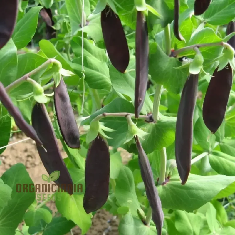 Mange Tout Pea Shiraz Vegetable Seeds, Heirloom Purple Snap Pea Vegetable Seeds for Home Gardening, High Yield, Easy to Grow