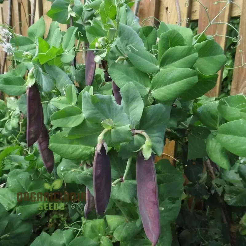 Mange Tout Pea Shiraz Vegetable Seeds, Heirloom Purple Snap Pea Vegetable Seeds for Home Gardening, High Yield, Easy to Grow