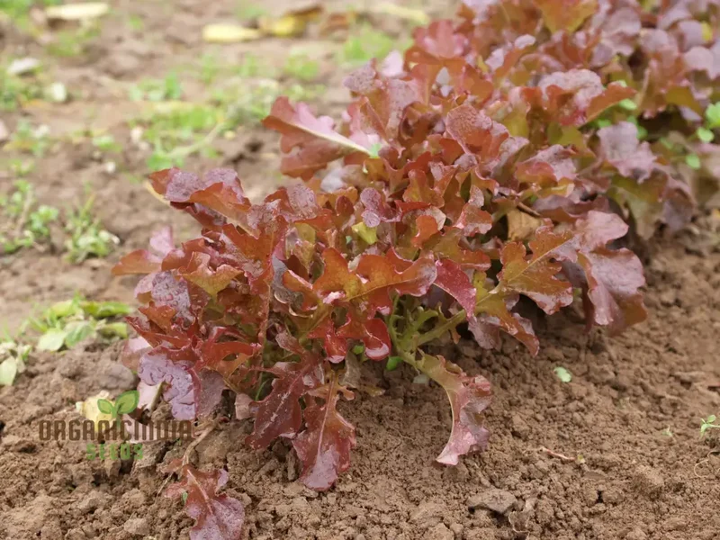 Organic Lettuce Red Salad Bowl Seeds for Planting - Perfect for Home Gardening, Fresh Salads, and Abundant Harvests