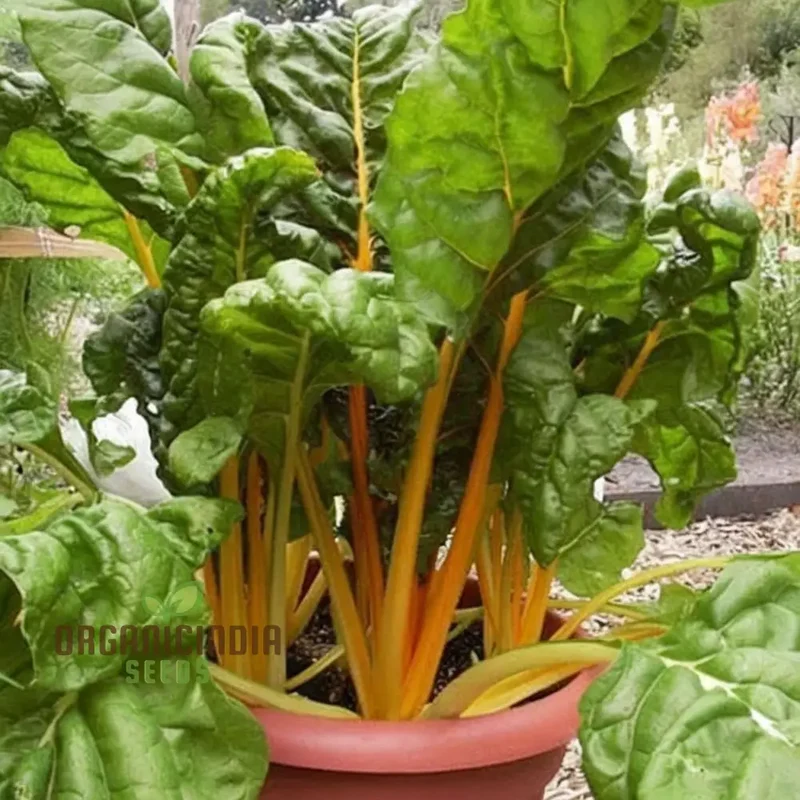 Yellow Chard Seeds - Vibrant and Nutritious Additions to Your Garden and Plate