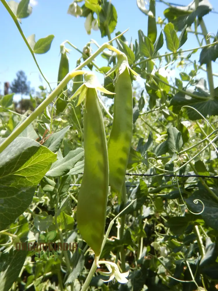 Mange Tout Sweet Horizon Vegetable Seeds for Planting