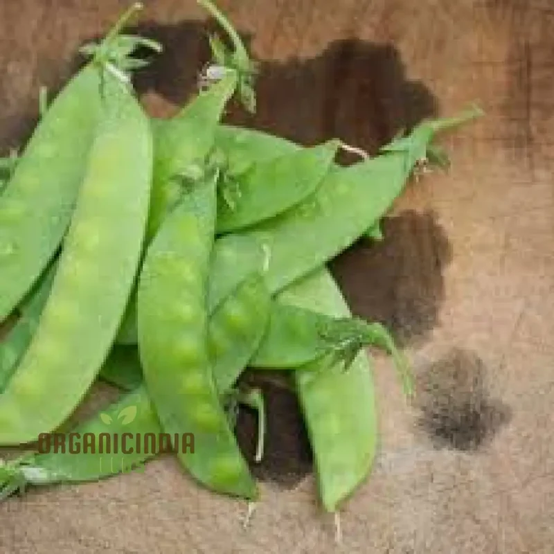 Mange Tout Sweet Horizon Vegetable Seeds for Planting