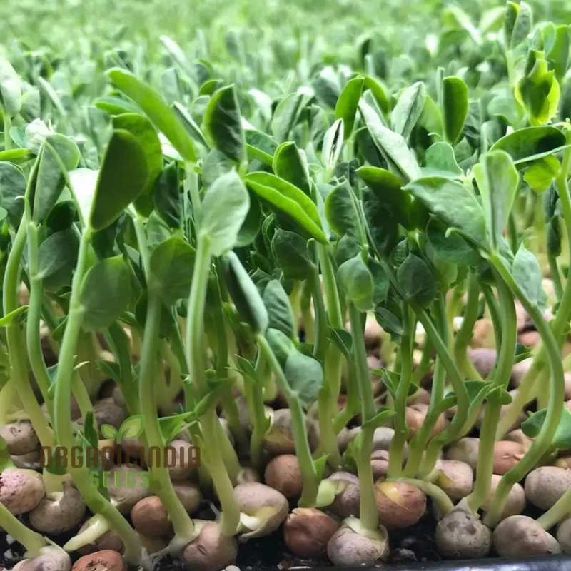 Pea Shoots Seeds for Planting Elevate Your Gardening Experience with Fresh, Flavorful Additions to Your Plate