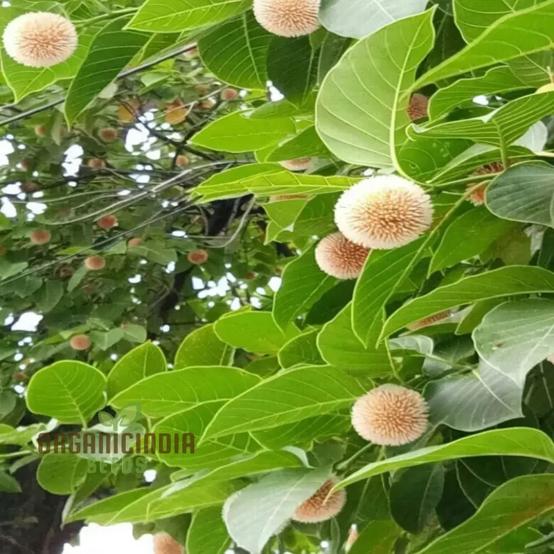Anthocephalus Cadamba Seeds, Enhance Your Garden with Expert Planting and Gardening Tips for Abundant Fruits and Lush Greenery