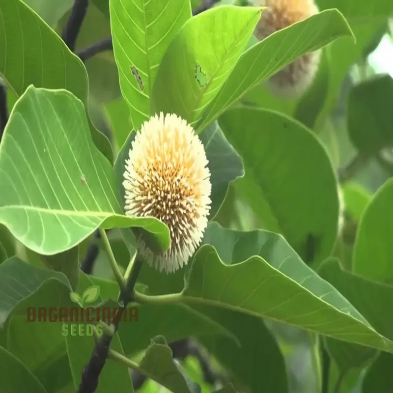 Anthocephalus Cadamba Seeds, Enhance Your Garden with Expert Planting and Gardening Tips for Abundant Fruits and Lush Greenery