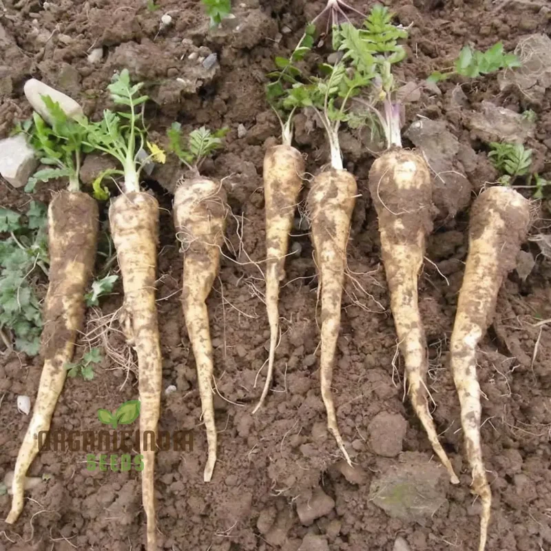Parsnip Tender and True vegetable Seeds, Heirloom Vegetable Seeds for Home Gardening, High Germination Rate Easy to Grow